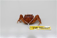 藏品(角額仿相手蟹)的圖片